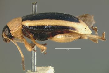 Media type: image; Entomology 18774   Aspect: habitus lateral view